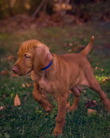 Vishula Puppies