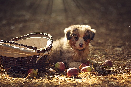 Mini Aussie Puppies