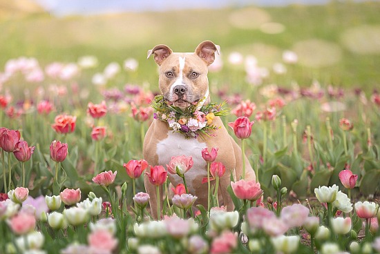 Penny Flower Shoot