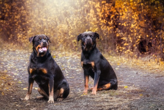 Xena and George
